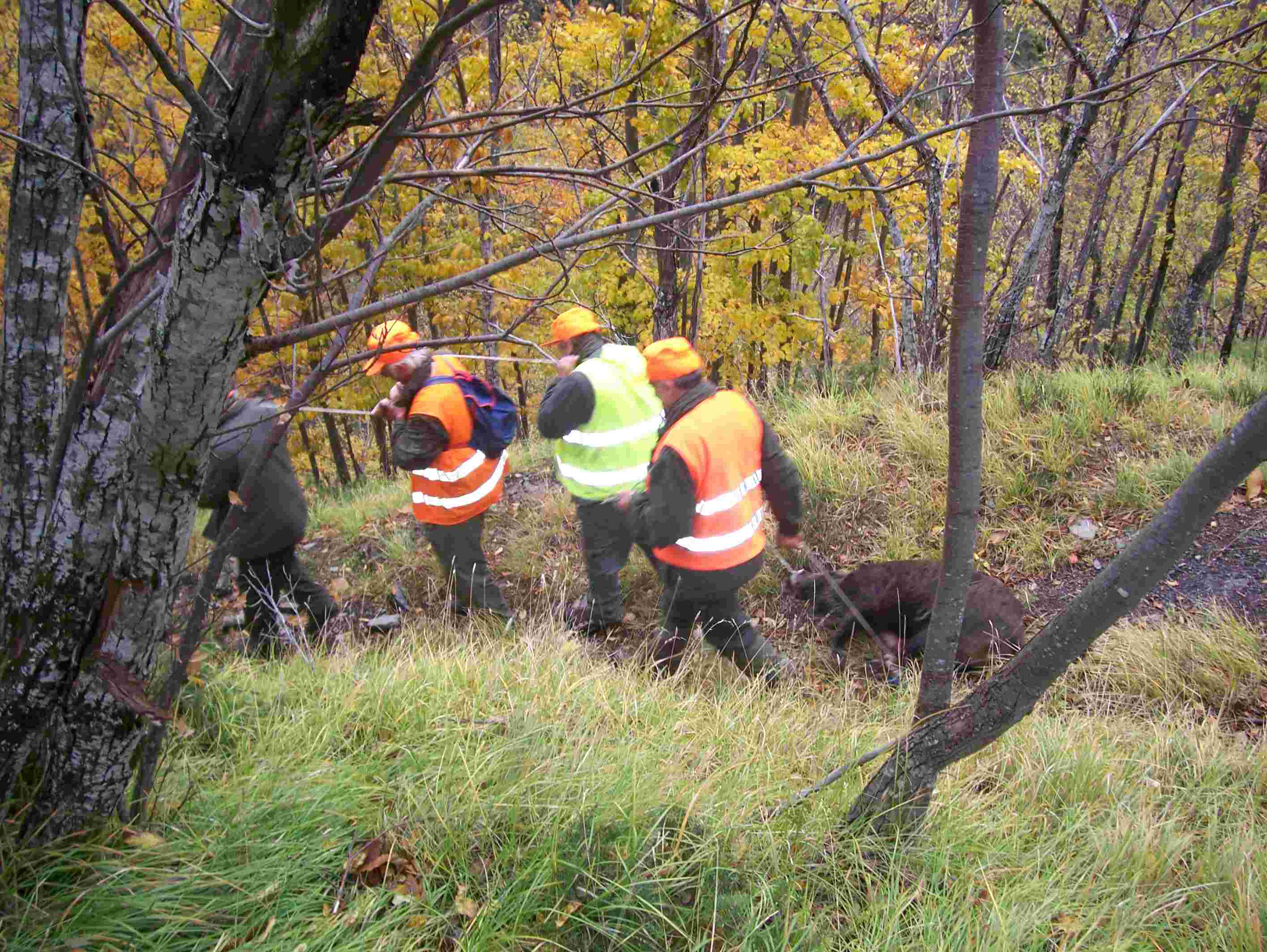  Image name: 38 Caccia.JPG 
 width: 2832 pixel 
 height: 2128 pixel 
 Size: 303366 bytes 
 Click to enlarge 